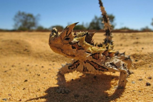 Lizard moloch - otajstvo australske pustinje